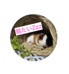 ちんさん's Animals（個別スタンプ：2）