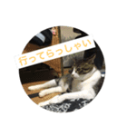 ちんさん's Animals（個別スタンプ：13）