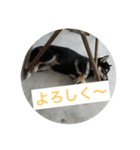 ちんさん's Animals（個別スタンプ：15）