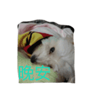 white dog and dog2（個別スタンプ：5）