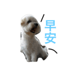 white dog and dog2（個別スタンプ：7）