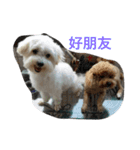 white dog and dog2（個別スタンプ：8）