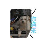 white dog and dog2（個別スタンプ：13）