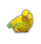 日常セキセイインコ（個別スタンプ：8）