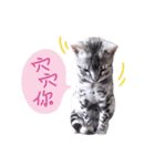 Meeting Bengal Cats Vodka ＆ Tequila（個別スタンプ：7）