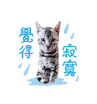 Meeting Bengal Cats Vodka ＆ Tequila（個別スタンプ：23）