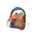bird-stamp（個別スタンプ：3）