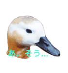 bird-stamp（個別スタンプ：4）