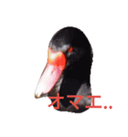 bird-stamp（個別スタンプ：8）