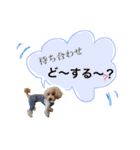 犬ちょりまつ（個別スタンプ：23）