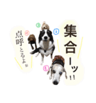 犬ちょりまつ（個別スタンプ：40）