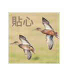 BIRDS 5！！！！！（個別スタンプ：22）