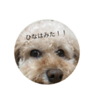 愛犬ひな（個別スタンプ：4）