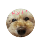 愛犬ひな（個別スタンプ：8）