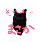 ねこ まめお（個別スタンプ：7）