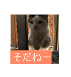 Cat of far east（個別スタンプ：1）