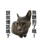 Russian Blue cat daily（個別スタンプ：9）