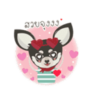 Little Dog Club (Chihuahua)（個別スタンプ：10）