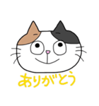 毎日使える三毛猫さんスタンプ（個別スタンプ：31）