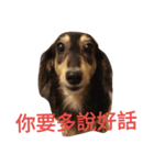 Dachshund Meli dooooog（個別スタンプ：1）