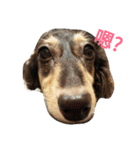 Dachshund Meli dooooog（個別スタンプ：6）