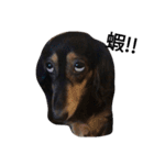 Dachshund Meli dooooog（個別スタンプ：7）