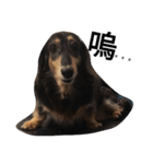 Dachshund Meli dooooog（個別スタンプ：10）