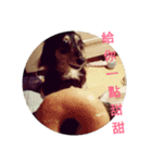 Dachshund Meli dooooog（個別スタンプ：12）