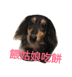 Dachshund Meli dooooog（個別スタンプ：13）