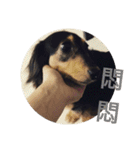 Dachshund Meli dooooog（個別スタンプ：15）