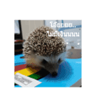 porcupine99（個別スタンプ：4）