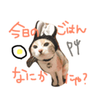 可愛い猫キティちゃん（個別スタンプ：4）