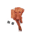 super dog dog（個別スタンプ：1）