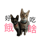 crazy catssss（個別スタンプ：13）