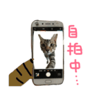 crazy catssss（個別スタンプ：19）