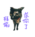 crazy catssss（個別スタンプ：24）