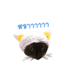 NamTan The Cat（個別スタンプ：7）