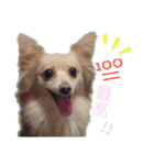 愛犬ポメラニアンとポメックス（個別スタンプ：10）