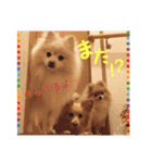 愛犬ポメラニアンとポメックス（個別スタンプ：13）