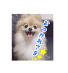 愛犬ポメラニアンとポメックス（個別スタンプ：16）