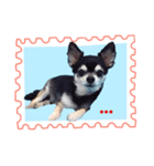 Winning Chihuahua（個別スタンプ：5）