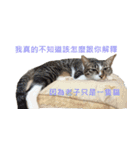 Cats humiliation（個別スタンプ：1）