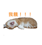 Cats humiliation（個別スタンプ：12）