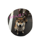 Shibainu "momoko"（個別スタンプ：4）