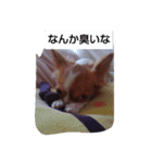 ワンちゃんだよ‼（個別スタンプ：5）