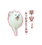 Home has a cute dog - Spitz ball（個別スタンプ：1）