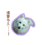 Home has a cute dog - Spitz ball（個別スタンプ：3）