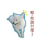 Home has a cute dog - Spitz ball（個別スタンプ：4）