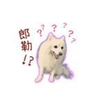 Home has a cute dog - Spitz ball（個別スタンプ：7）