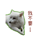 Home has a cute dog - Spitz ball（個別スタンプ：9）